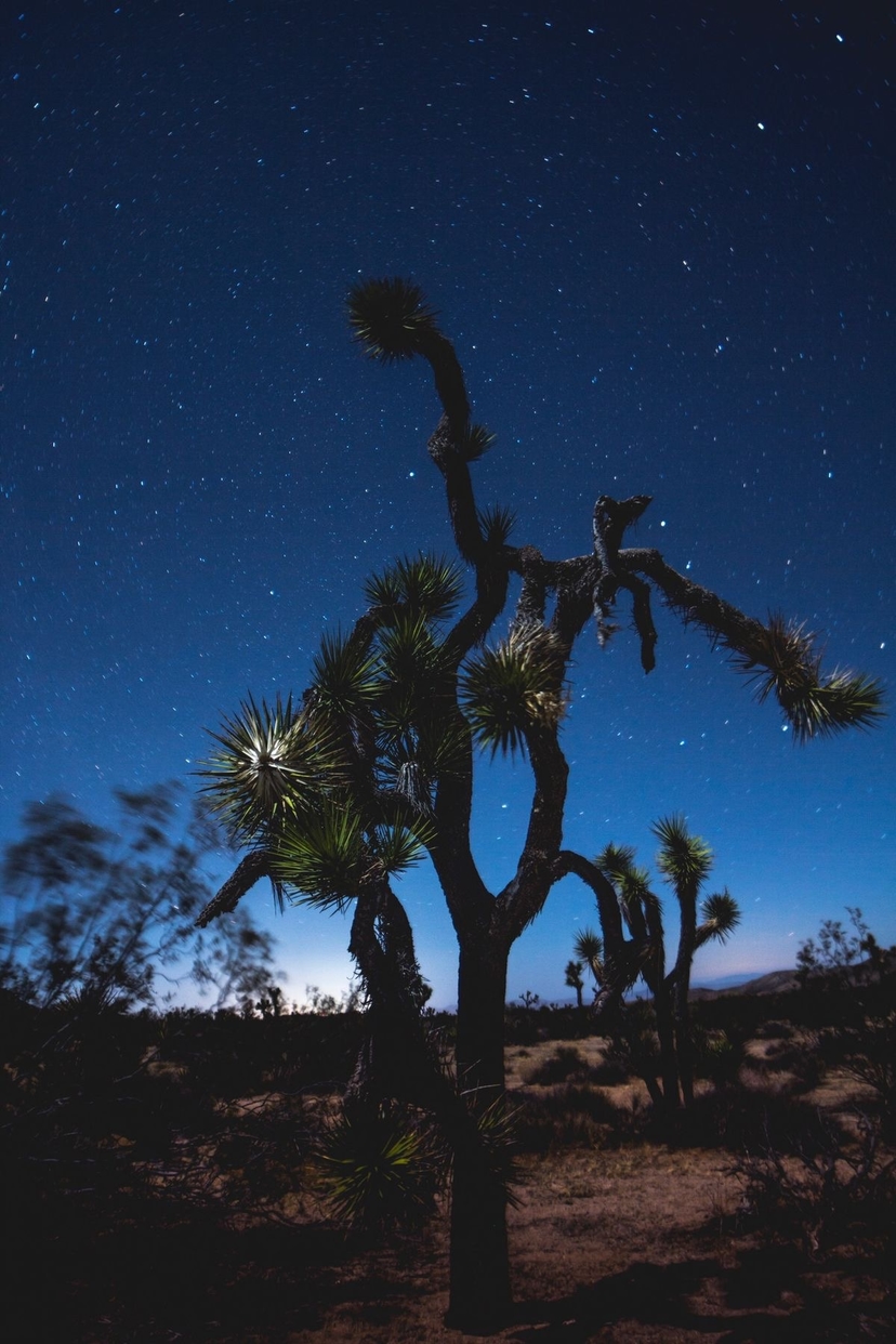 JoshuaTree.jpeg