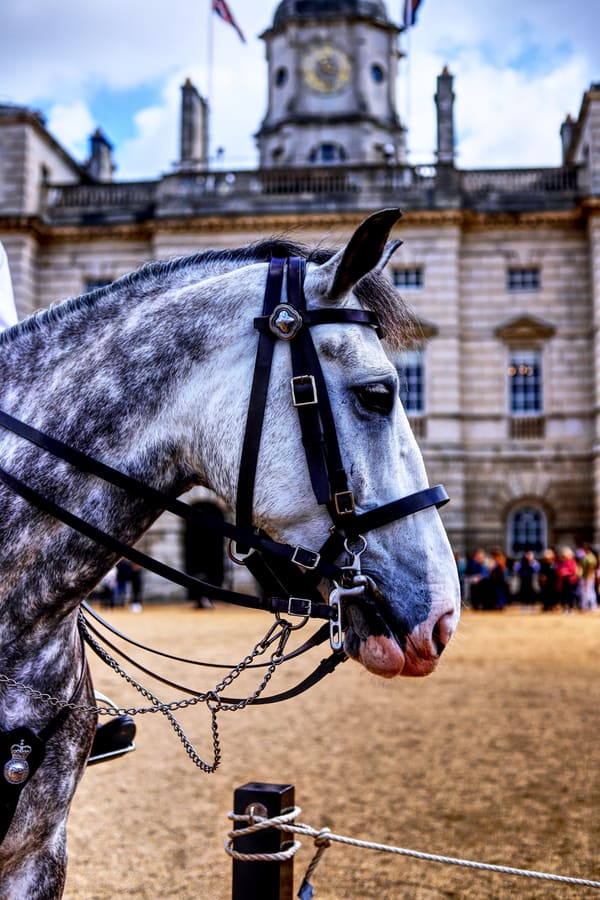Horse